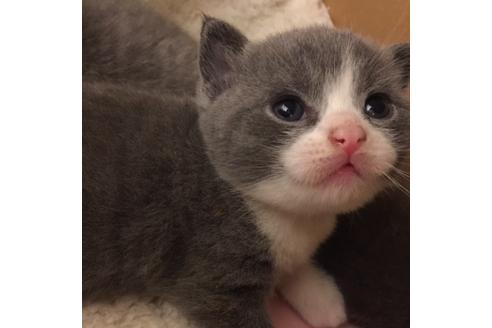 成約済の大阪府のブリティッシュショートヘア-3046の1枚目